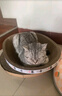 华元宠具（hoopet）猫抓板窝耐磨不掉屑猫爪板磨爪耐抓圆形猫爪盆保护沙发防猫抓大号 椭圆特大号猫抓板 实拍图