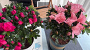 【莎之槿园艺】杜鹃花苗盆栽带花苞四季开花不断室内观花卉绿植植物老桩大棵好养 红色杜鹃+仿木桶盆(带花苞)底托 含盆 实拍图