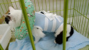欢宠网宠物猫咪绝育服猫手术服母猫衣服断奶术后恢复幼小猫猫透气防舔衣 实拍图