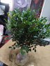 萌妹九里香盆栽花卉植物盆景室内绿植驱蚊四季青七里香带花苞浓香 掌柜5年苗(带花苞发) 不含盆 实拍图