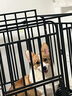凯锐思 柯基狗粮 专用幼犬成犬小型犬幼犬粮专用粮 【生骨肉+蛋黄 | 冻干三拼】4斤 实拍图