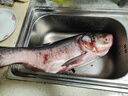 查干湖鱼现货 冬捕有机查干湖胖头鱼12.5-13斤 1条 年货礼盒 年夜饭礼包 实拍图