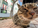 宝莱美露（BORAMMY）猫沐浴露猫咪专用沐浴露幼猫洗澡去污持久留香波白毛猫黑下巴 猫用沐浴露 实拍图