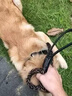 茨格曼狗绳2件套牵引绳狗链子项圈遛狗防爆冲金毛宠物大型中型犬狗链M 实拍图