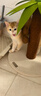 ZEZE椰树猫抓板立式猫抓柱猫爪板可替麻绳不掉屑猫玩具猫咪用品 椰子树抓柱-小号(32*32*42cm) 实拍图
