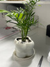 北欧绿植ins云朵盆办公室客厅盆栽桌面摆件简约创意网红花卉植物 袖珍椰子+泡泡树脂盆1盆装送托盘 实拍图