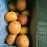 云南宾川高山沃柑纯甜沃柑树上熟新鲜橙子生鲜应季新鲜孕妇水果 净重4.5斤中果【果径60-65mm】 实拍图
