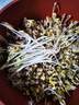 田园梦生豆芽机家用全自动紫砂豆芽罐豆芽发芽神器豆芽菜机陶瓷豆芽罐桶 大号土陶豆芽罐（每年送麦饭石） 实拍图