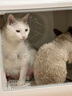 UCAT宠物烘干箱猫咪烘干机家用静音狗狗吹风神器洗澡自动开门宠物用品 70L豪华版 6面烘干【7仓直发】 实拍图