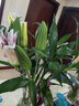 香水百合鲜花云南昆明直发基地插花家用水养真花黄天霸客厅木门 混色百合10朵/大头精品 中通快递/驿站自提 实拍图