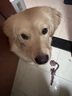 憨憨乐园 宠物狗狗玩具幼犬发声耐咬网球磨牙棉绳训犬飞盘互动解闷用品 实拍图