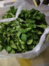 绿食者 新鲜薄荷叶 Mojito调酒茶饮泡水装饰可食用薄荷叶香料蔬菜 500g 实拍图