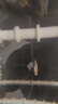 云峰海瑞清洁鱼活体热带鱼观赏鱼水族宠物工具鱼垃圾鱼老鼠鱼鱼缸除藻 除油膜专家龙须灯   6条 实拍图