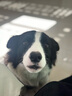 贵为（GiGwi）贵为狗狗解闷玩具球发声宠物柯基泰迪金毛幼犬中型犬磨牙耐咬 实拍图