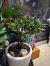 开时果 杜鹃花盆栽带花苞发货 四季开花鲜花卉绿植物盆景源头直发包邮 【带花苞发货】大号西玛杜鹃花+原生盆 实拍图
