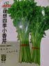 四季蔬菜种子大全菠菜香菜生菜油麦菜苋菜鸡毛菜芹菜矮脚黄蔬菜籽 四季小香芹种子1包约10000粒 实拍图