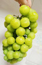 京果予晴王阳光玫瑰葡萄新鲜水果无籽提子香印晴王节日高端水果礼盒送人 阳光玫瑰深蓝翎羽款（净重4斤） 实拍图