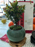 八芽 小叶赤楠盆景摆件室内绿植花卉盆栽老桩客厅办公室桌面好养植物 （绿圆肚盆+苔藓+底座） 实拍图