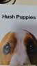 暇步士（Hush Puppies）男士皮带针扣经典复古潮流休闲百搭青年裤腰带生日礼物送男朋友 实拍图