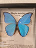 大蓝闪蝶标本【真蝴蝶标本】稀有进口天堂凤蝶摆件 大蓝闪蝶 10寸框 实拍图