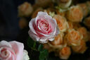 腾龙（Tamron）A047Z 70-300mm F/4.5-6.3 Di III RXD远摄长焦变焦 尼康全画幅微单镜头 Z卡口  实拍图