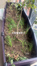 水生田花箱特大加深种植箱种菜箱长方形蔬菜种植箱阳台户外塑料加大花盆 【特深5联200*40*62】 实拍图