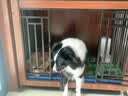 实木狗笼子小型犬中大型犬狗别墅室内狗屋带厕所宠物狗窝木质房子 胡桃色大号110+脚垫板 晒单实拍图