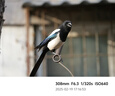 适马（SIGMA）100-400mm F5-6.3 DG DN OS｜Contemporary 全画幅无反 微单 长焦镜头（索尼卡口） 实拍图
