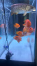 森森 鱼缸造浪泵造浪泵冲浪泵造流吹粪便吹鱼便小型XVA-800 22W 实拍图