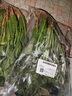 兰州菠菜250g 实拍图
