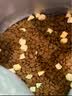 醇粹（Purich）FD猫粮全价冻干猫粮幼猫成猫纯粹猫粮英短美短布偶折耳鸡肉猫粮 7%冻干双拼生骨肉猫粮1.5kg 实拍图