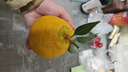 生活＆好管家 四川春见耙耙柑爆浆大果新鲜水果礼盒应季橘子现摘柑橘子桔子 3斤【尝鲜装】净重3斤 果径80-90mm【特大果】 实拍图