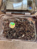 道什威尔（TOSRWELL）  20寸汽油锯伐木锯进口油锯链条原装直角链条 电锯伐木锯链条 20寸76节38刀汽油锯链条 实拍图