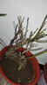 红梅盆景老桩盆栽原生梅花植物盆栽室内绿植耐寒浓香型乌梅不含盆 红梅8年盆景（今年冬天开花） 实拍图