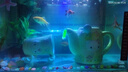 鱼缸变色温度计水族箱乌龟缸感温变色贴片温度表贴纸 【10-36度】1片装 实拍图