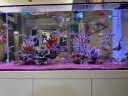 boxtech变焦水族射灯原生南美鱼缸灯三湖水草龟缸LED灯夹灯夜灯三色灯 10W旋钮款-变焦射灯（可夹1.2厘米内玻璃） 实拍图
