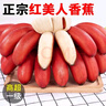GANXIAN海南红香蕉美人蕉【顺丰-可送到家】新鲜现摘红皮香芭蕉 粉糯香甜 5斤 精美礼盒装 实拍图