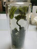 七春绿茶六安瓜片2025新茶雨前特级茗茶茶叶250g送长辈礼盒 实拍图