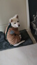 COCS狗狗衣服保暖加绒猫咪衣服冬季中小型犬泰迪博美棉衣四脚带牵引扣 卡其色 XL（建议体重12-16斤） 实拍图