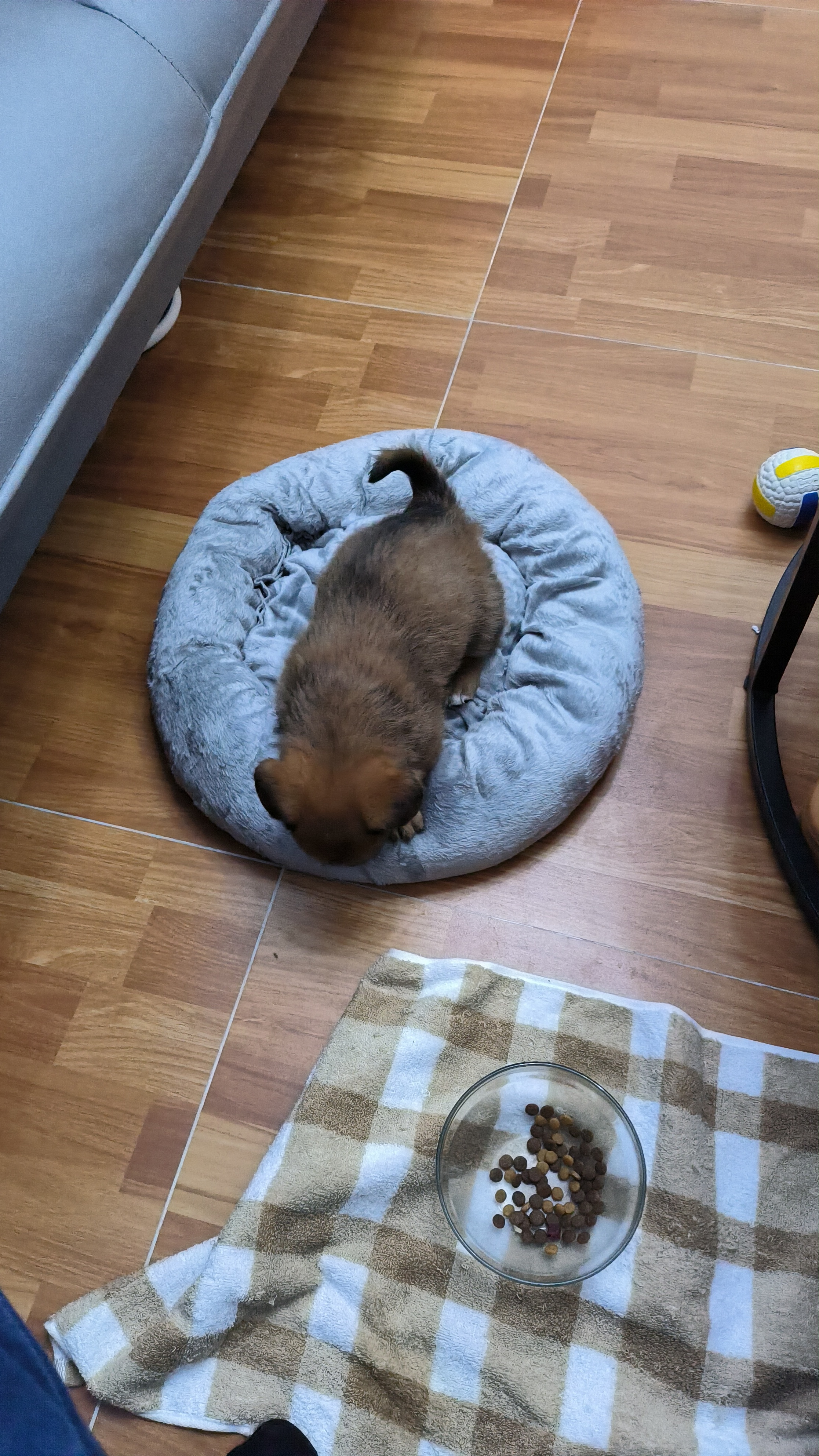 贝尼宠狗窝保暖秋冬猫窝睡袋狗垫中小型犬狗睡垫耐脏毯子狗床舒适网红窝 【贈凉席】圆窝灰直径38cm 适8斤 实拍图