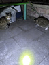 憨憨乐园猫咪磨牙棒木天蓼猫玩具逗猫棒幼小猫用磨牙洁齿自嗨猫薄荷用品3 实拍图