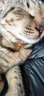 茨格曼 猫项圈猫铃铛狗狗卡通铃铛项圈挂绳宠物铃铛项链泰迪项圈饰品 实拍图