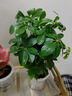 水培植物绿植盆栽室内客厅办公室桌面小盆景花卉绿萝发财树好养活 【八方来财】+简欧透明吸水盆 实拍图