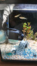 森森（SUNSUN）鱼缸冲浪泵水族箱造浪泵横流造流泵 JVP-110 3w适合0.6米以下的鱼缸 实拍图