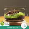 绿荫巷子苔藓微景观生态瓶私人草坪桌面迷你盆栽办公室创意教师节礼物神奇 【成品】苔藓数羊 实拍图