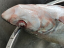 品鲜肴淡水鲜活大翘嘴鱼生态白鱼白刁鱼新鲜淡水鱼小刁子鱼翘嘴白鱼翘壳 新鲜白鱼2条（每条1.8-2斤） 实拍图