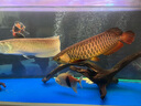 森森（SUNSUN）龙鱼缸加热棒自动恒温变频省电加温棒水族箱加温器 急速加热【500W变频省电】推荐200-300L水 实拍图