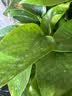 花行榜绿萝盆栽室内植物新房家用净化空气水培绿植花卉大叶吊兰源头直发 实拍图