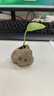鹅笙记禅意茶桌陶瓷摆件茶宠仿石头装饰品茶台办公室桌面水培花器 止语 实拍图
