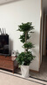 爱优尚幸福树盆栽客厅室内大型绿植办公室乔迁新家绿宝净化空气源头直发 实拍图